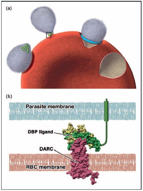 The role of Duffy antigen receptor for chemokines in Plasmodium vivax ...