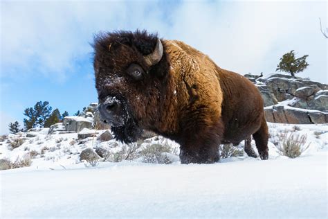 snow, cold, animals, mammals, bison | 2560x1707 Wallpaper - wallhaven.cc