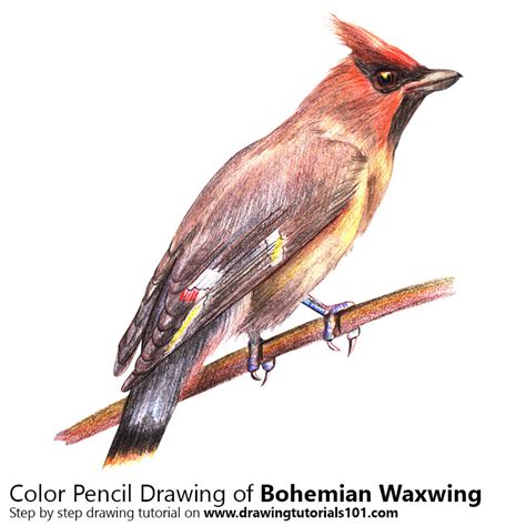 DrawingTutorials101.com • Bohemian Waxwing with Color Pencils [Time Lapse]