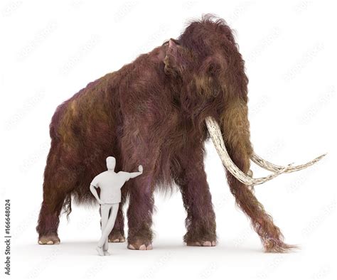 Woolly Mammoth And Human Size Comparison Stock Illustration | Adobe Stock