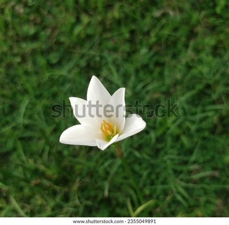 White Rain Lily In The Middle Of The Grass: Over 11 Royalty-Free Licensable Stock Photos ...