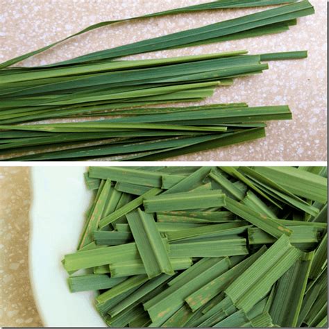 Discover the health benefits of fever grass known as lemongrass. For those who still do not know ...