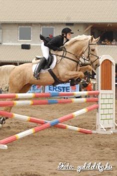 Hungarian Warmblood, Jumping and a warmblood. a match made in heaven ...