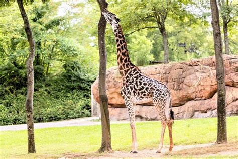 Nashville Zoo General Admission Ticket 2024: Triphobo