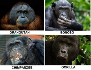 Ape Vs Monkey Differences And Comparison » Differencess