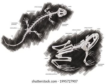 688 "common newt" Images, Stock Photos & Vectors | Shutterstock