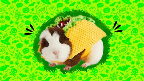 10 Guinea Pig Costumes For Halloween That Are Almost Too Cute ...