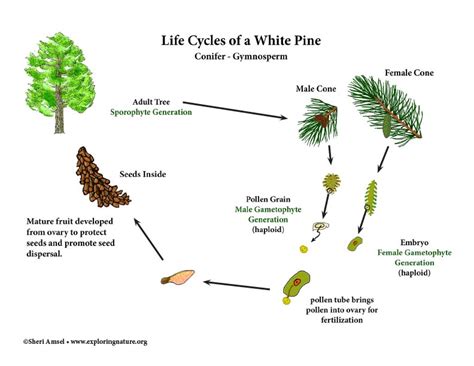 About Coniferous Trees