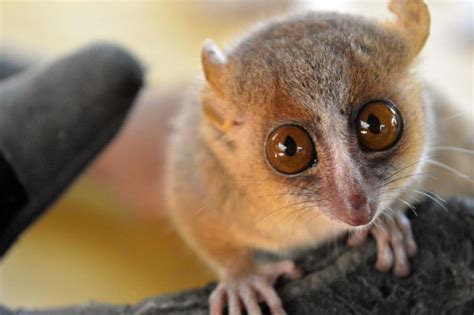 Mouse lemurs may provide insight into human behaviour and well-being