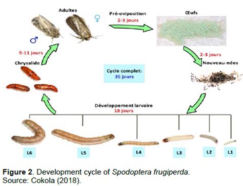 African Journal of Agricultural Research - fall armyworm, spodoptera ...