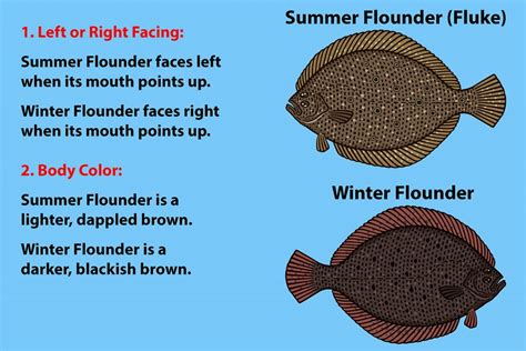 Fluke vs Flounder: All You Need to Know