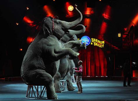 Ringling Bros. Circus Closes PETA Asks Animals Be Moved to Sanctuaries