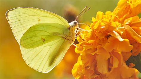 Yellow Butterfly Symbolism, Meaning, and Cultural Significance - Color Psychology