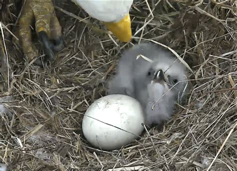 Oh babies! Second bald eagle hatches Sunday (Photos) | WTOP