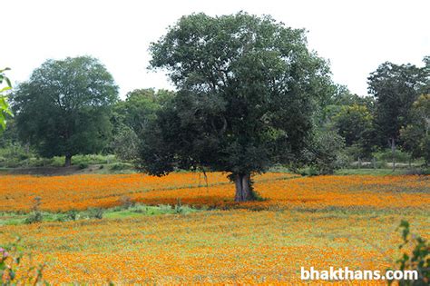 A Trip to Gundlupet, Karnataka from Wayanad •Tech Travel Eat