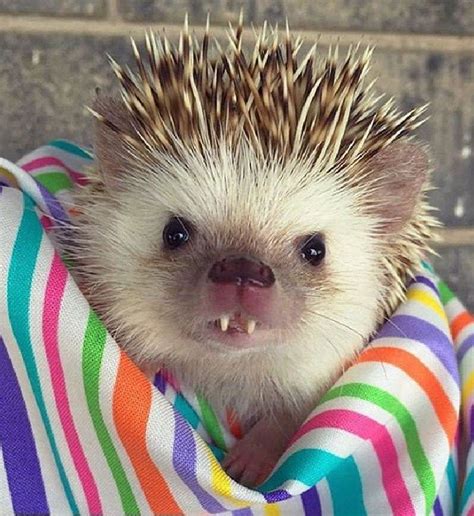 Here Are 15 Of The Cutest Hedgehogs We Could Find | Funny animals, Cute hedgehog, Cute baby animals