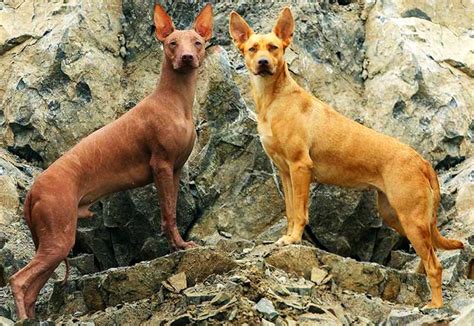 Peruvian Hairless Dog Breed | Info | Characteristics | Traits | Personality