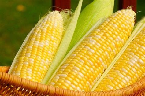 GM corn aids Philippine self-sufficiency | Philstar.com