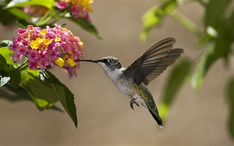 Humming Bird Wallpapers - Top Free Humming Bird Backgrounds - WallpaperAccess