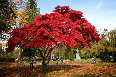 19 Beautiful Trees with Red Leaves (2023 Guide)