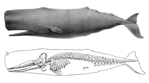 Whale Skeleton Diagram