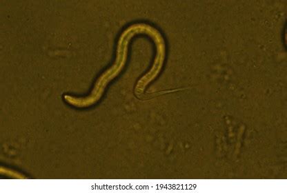 Best Elegans Dessous Royalty-Free Images, Stock Photos & Pictures | Shutterstock