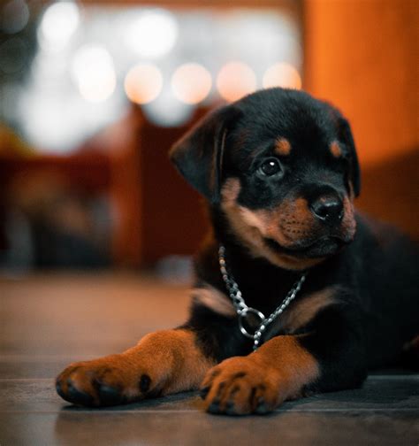 Taking Care Of A Rottweiler Puppy: Three Useful Tips!