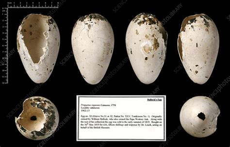Bullock's great auk egg - Stock Image - C026/0169 - Science Photo Library