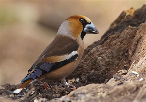 BTO Bird Ringing - 'Demog Blog': Hawfinch prolific