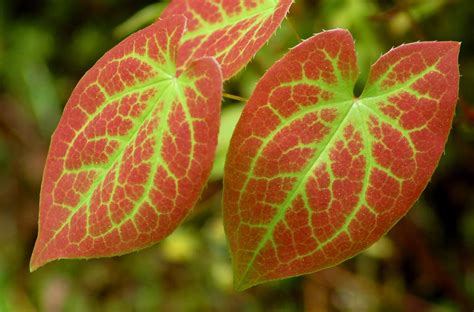 20 Plants With Heart-Shaped Leaves You Can Grow