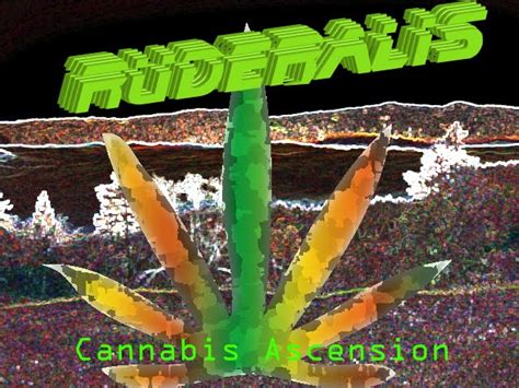 Cannabis Ascension: Ruderalis: The Future of Cannabis Designer Strains?