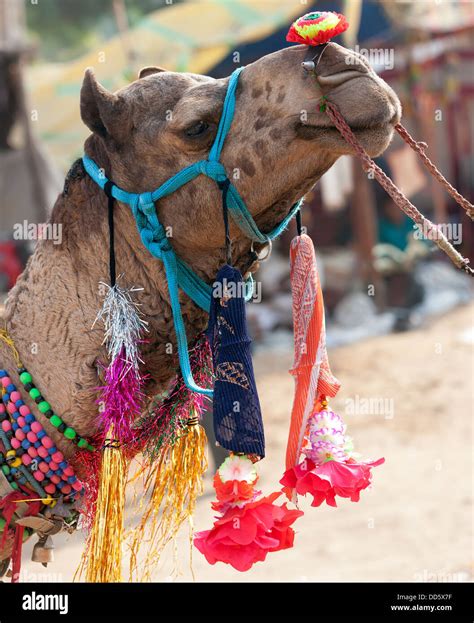 Decorated camel at the Pushkar fair. Rajasthan, India, Asia Stock Photo ...