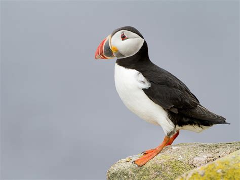 Puffin Bird Facts (Fratercula arctica) | Bird Fact