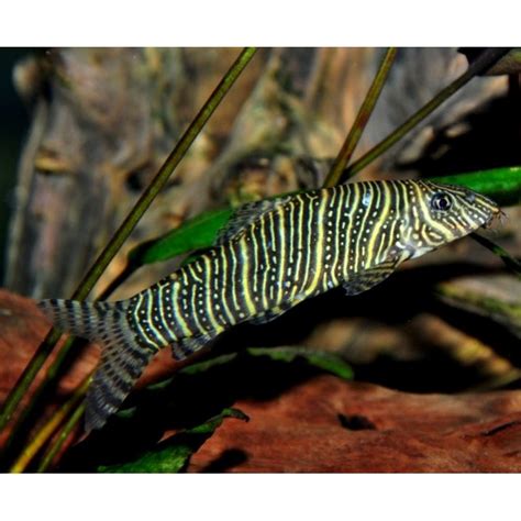 Zebra Loach – Real Reptiles