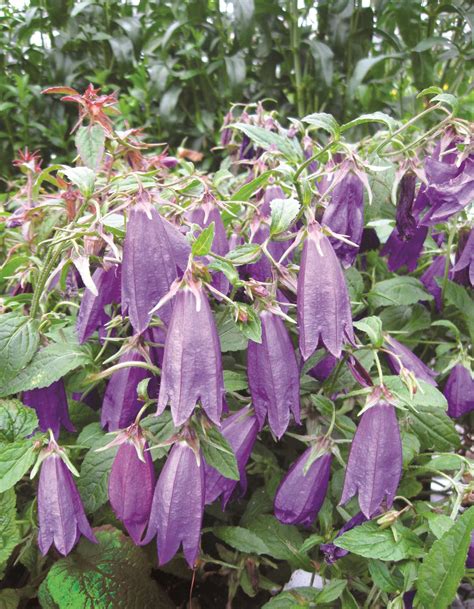 Skagit Gardens: 2012 New Varieties Guide - Greenhouse Grower