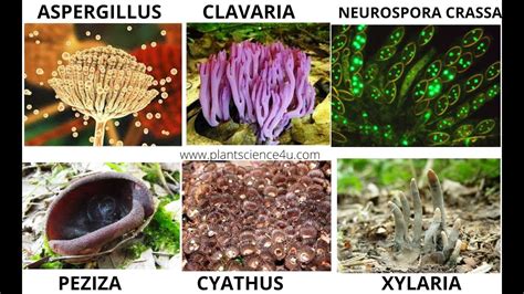 5 Examples Of Fungi