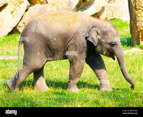 Indian elephant and baby hi-res stock photography and images - Alamy