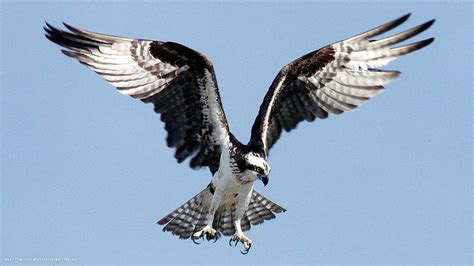 Osprey sea hawk bird flying big wings claws , birds wings HD wallpaper | Pxfuel