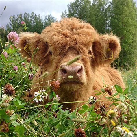 20+ Adorable Photos of Fuzzy Highland Cattle Calves