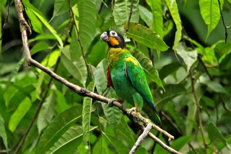 a colorful bird perched on top of a tree branch in the forest with lots of green leaves