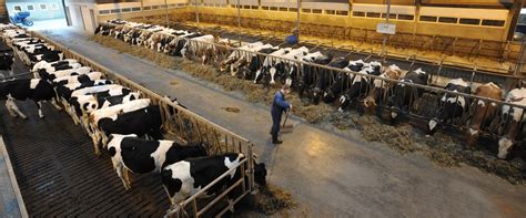 Dairy farming and entrepreneurship 2024