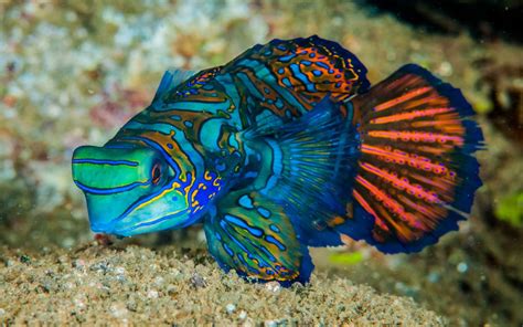 Mandarinfish Fish Is A Small Exotic Colorful Fish Of The Dragonet ...