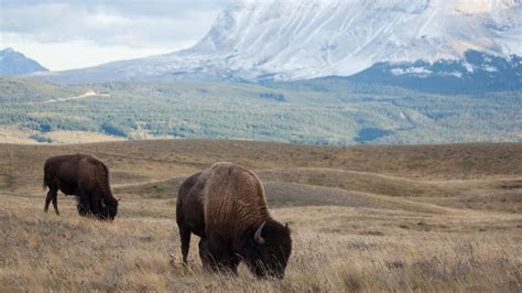 Alberta Animals Waterton Lakes - Travel Alberta - AMA