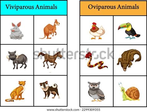 Monografias De Animales Oviparous Animal Clipart