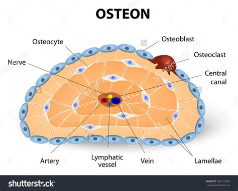 Osteon Development Structure Osteoblast Osteocyte Osteoclast Stock ... | Osteoclast, Osteoblast ...