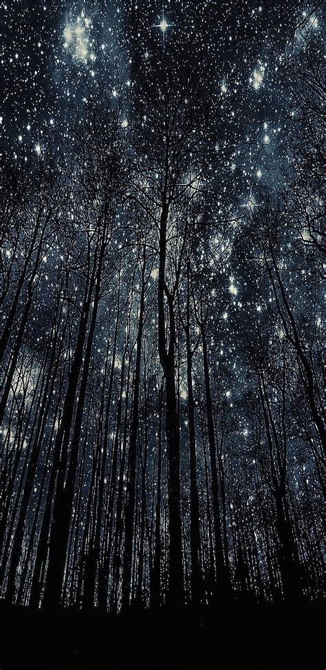 Stars in the forest, night, stars, forest, calm, HD phone wallpaper | Peakpx