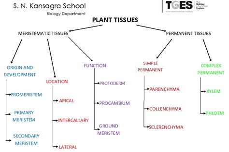 Solved Give A Flow Chart For Classification Of Plant Tissues Self | My ...