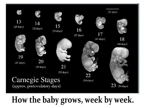 Fetal Development!