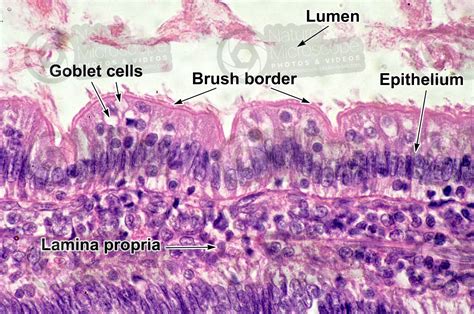 Mammal. Small intestine. Transverse section. 500X - Small intestine ...