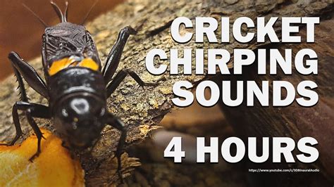 Cricket Crick Crick Sounds - Cricket Chirp Sounds - 4 Hours in 2023 ...